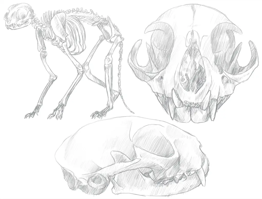 Featured image for cat skeleton drawing