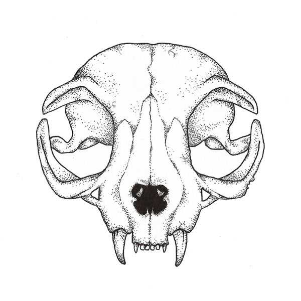 Cat Skull Drawing 14