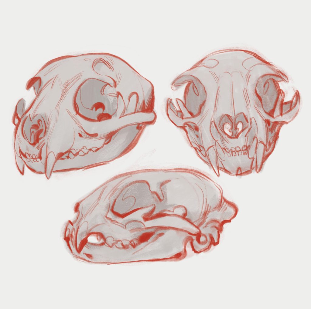Cat Skull Drawing 15 1024x1018