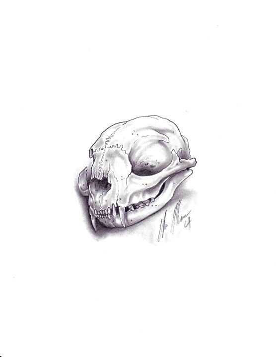 Cat Skull Drawing 16