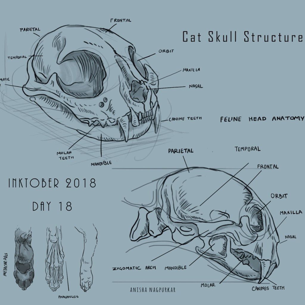 Cat Skull Drawing 17