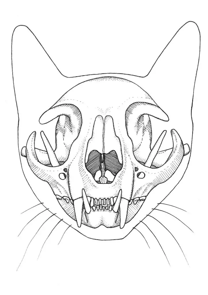 Cat Skull Drawing 18 724x1024
