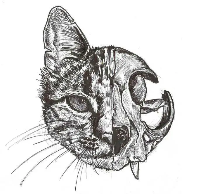 Cat Skull Drawing 19