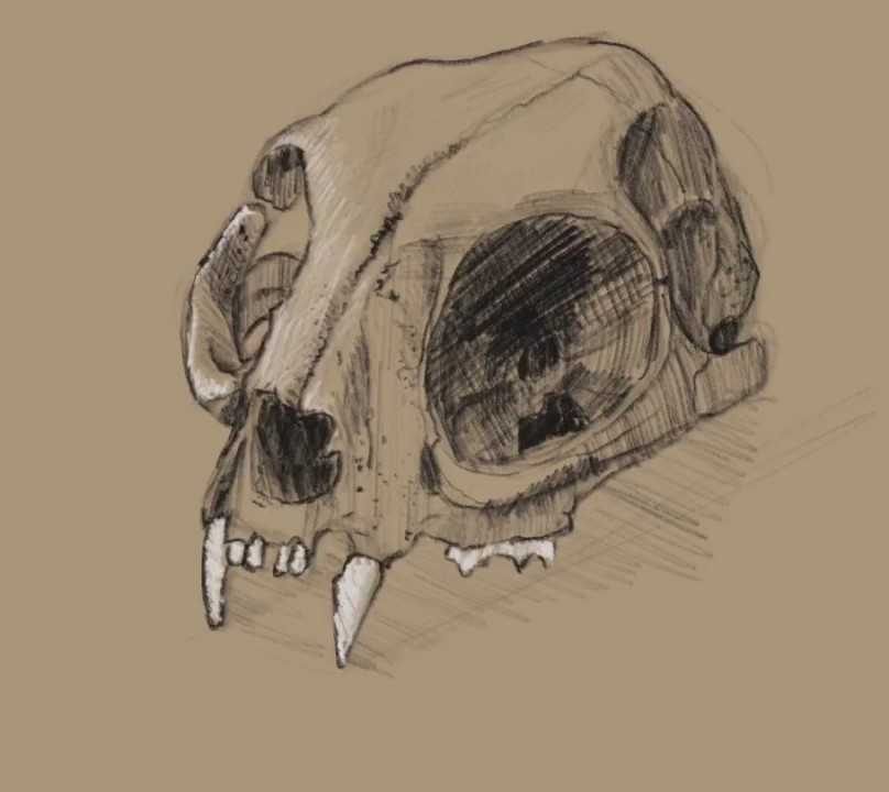 Cat Skull Drawing 21