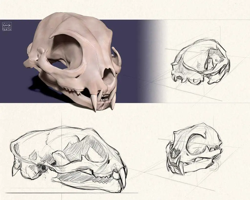Cat Skull Drawing 22