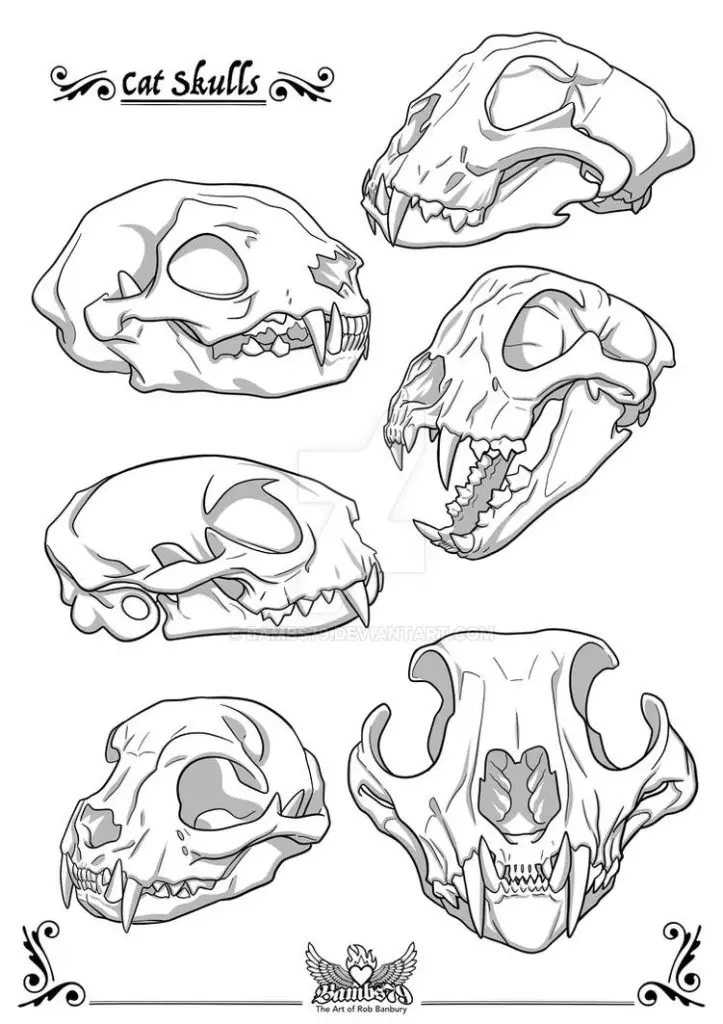 Cat Skull Drawing 23 723x1024