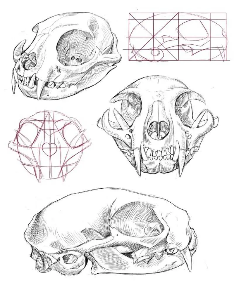 Cat Skull Drawing Reference 1