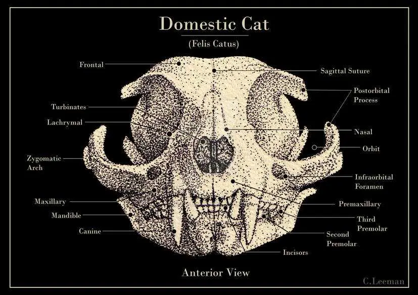 Cat Skull Drawing Reference 11