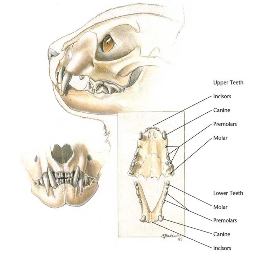 Cat Skull Drawing Reference 12