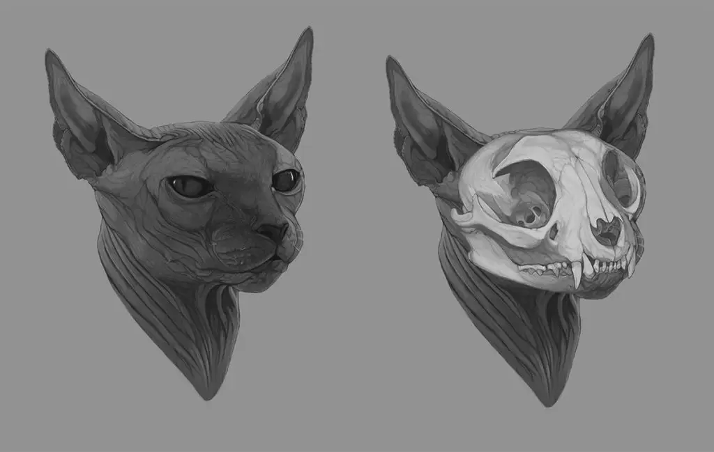 Cat Skull Drawing Reference 2 1024x649