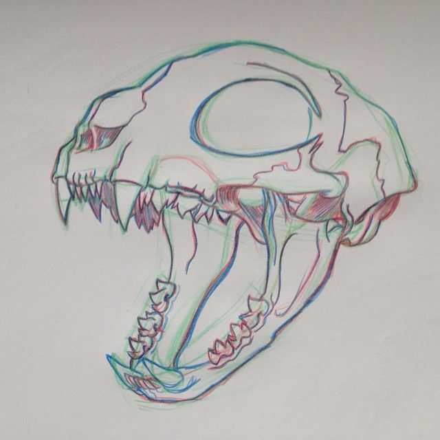 Cat Skull Drawing Reference 3