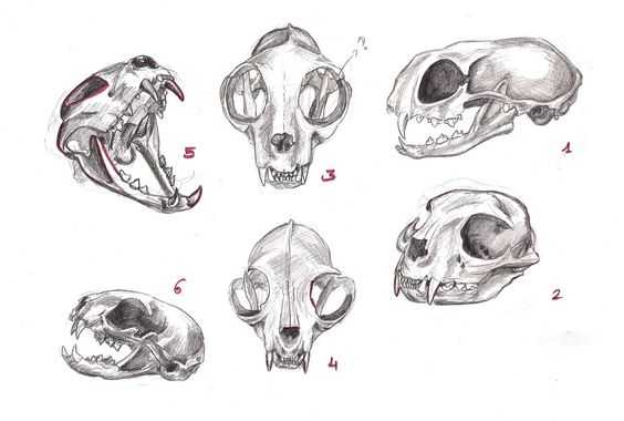 Cat Skull Drawing Reference 4