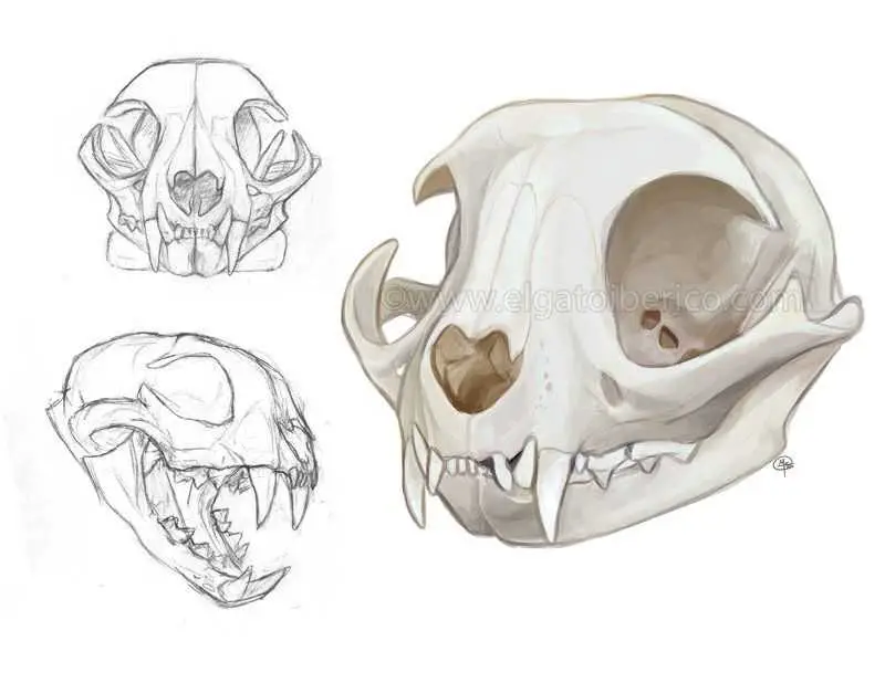 Cat Skull Drawing Reference 5