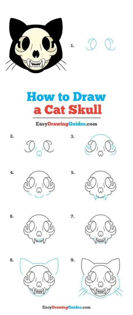 Cat Skull Drawing Reference 6 433x1024