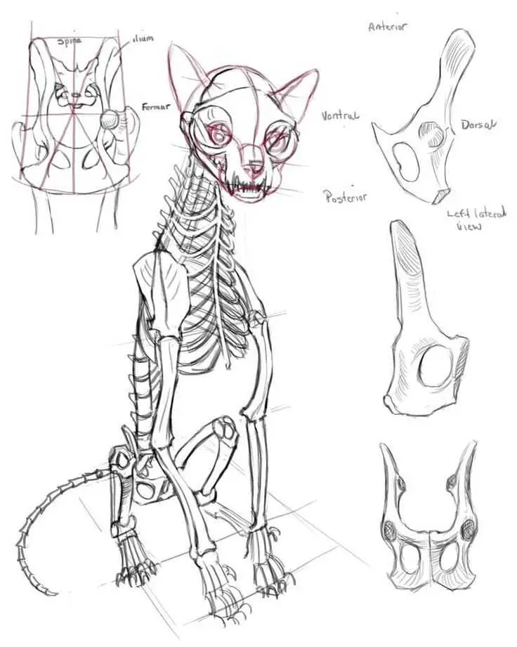 Cat Skull Drawing Reference 7