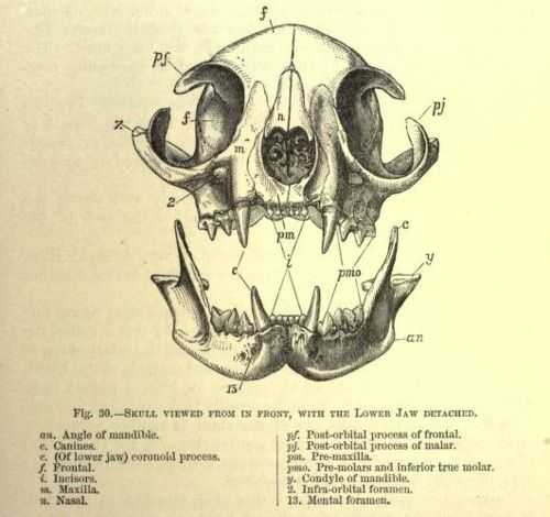 Cat Skull Drawing Reference 9