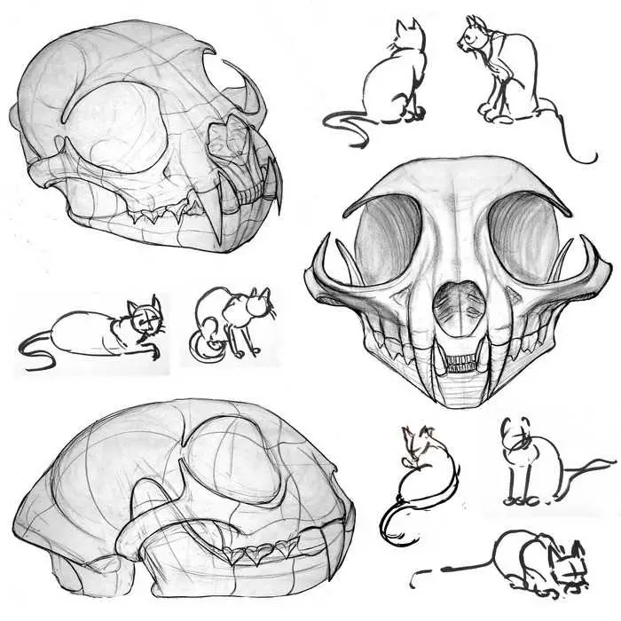 Featured image for cat skull drawing reference