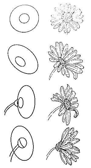 Daisy Drawing Reference 18