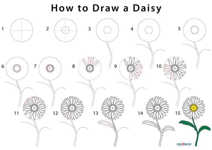 Daisy Flower Drawing 1