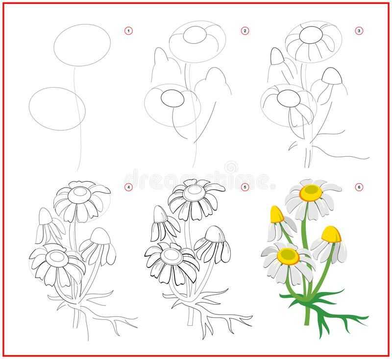 Daisy Flower Drawing 10