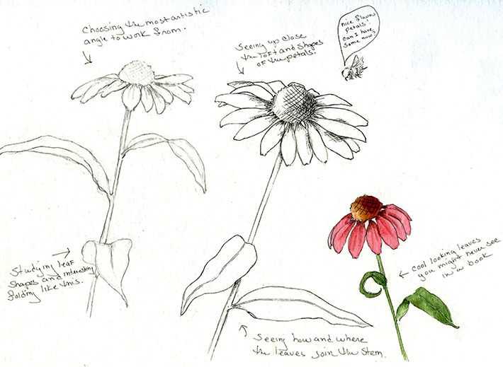 Daisy Flower Drawing 11