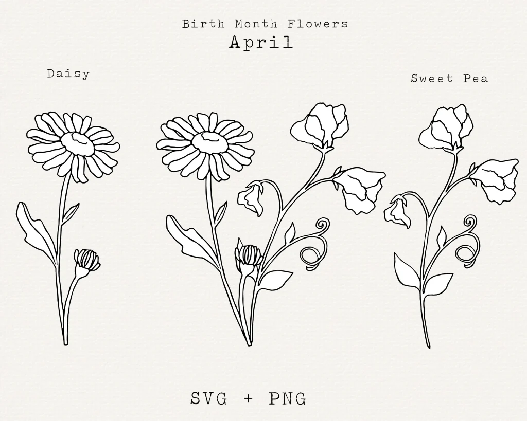 Daisy Flower Drawing 16 1024x819