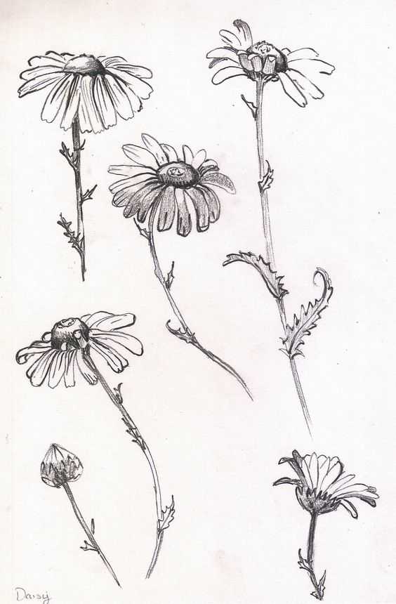 Daisy Flower Drawing 20