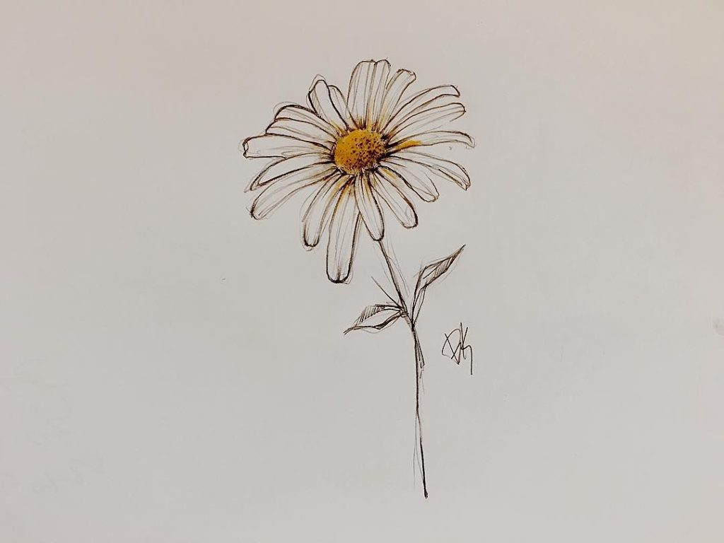 Daisy Flower Drawing 21 1024x768