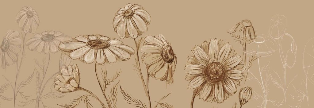 Daisy Flower Drawing 22 1024x352