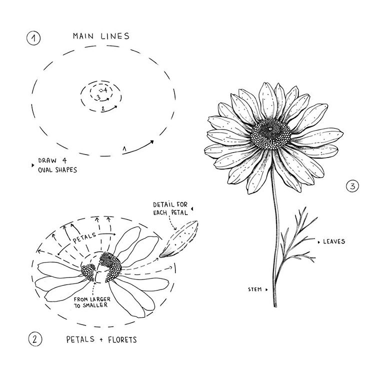 Daisy Flower Drawing 4