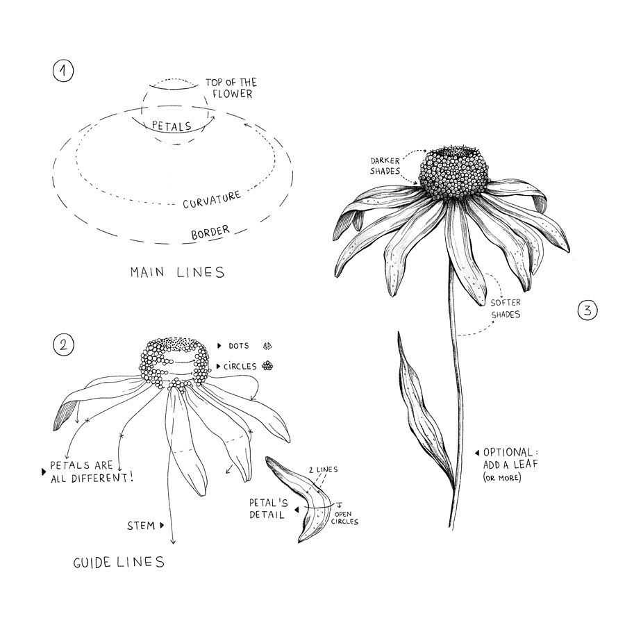 Daisy Flower Drawing 5