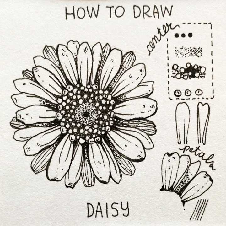 Daisy Flower Drawing 7