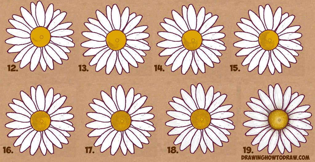Daisy Flower Drawing 9 1024x528