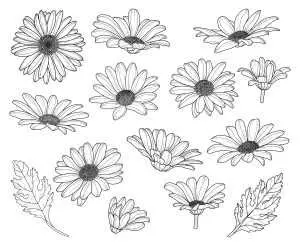 Featured image for daisy flower drawing