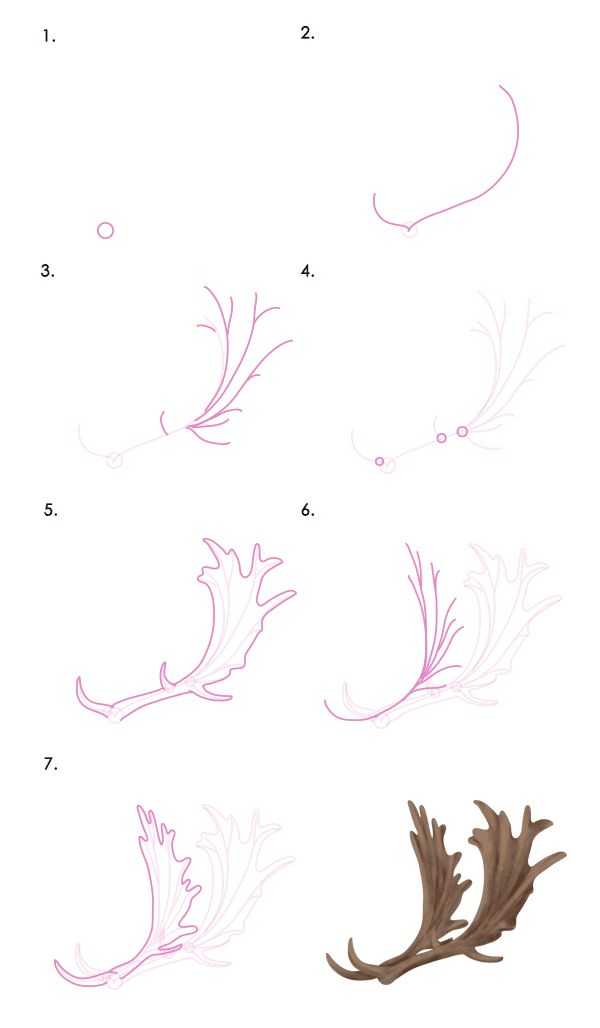 Deer Antlers Drawing 14