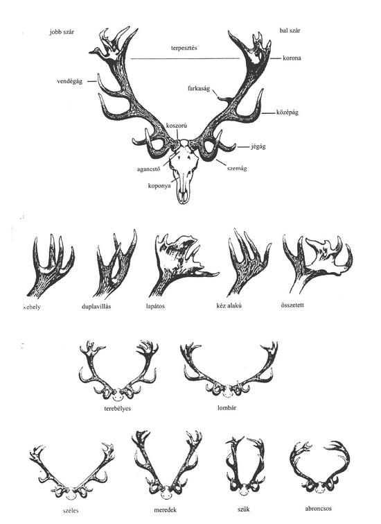Deer Antlers Drawing 17 1