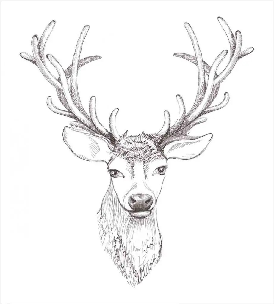 Deer Antlers Drawing 17 921x1024