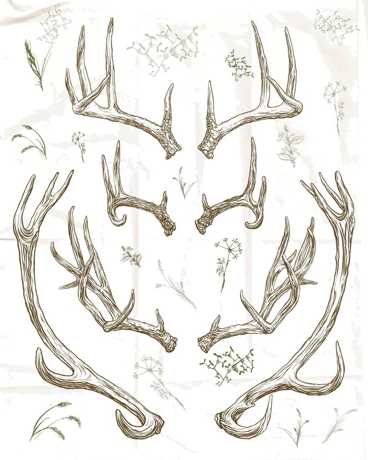 Deer Antlers Drawing 18