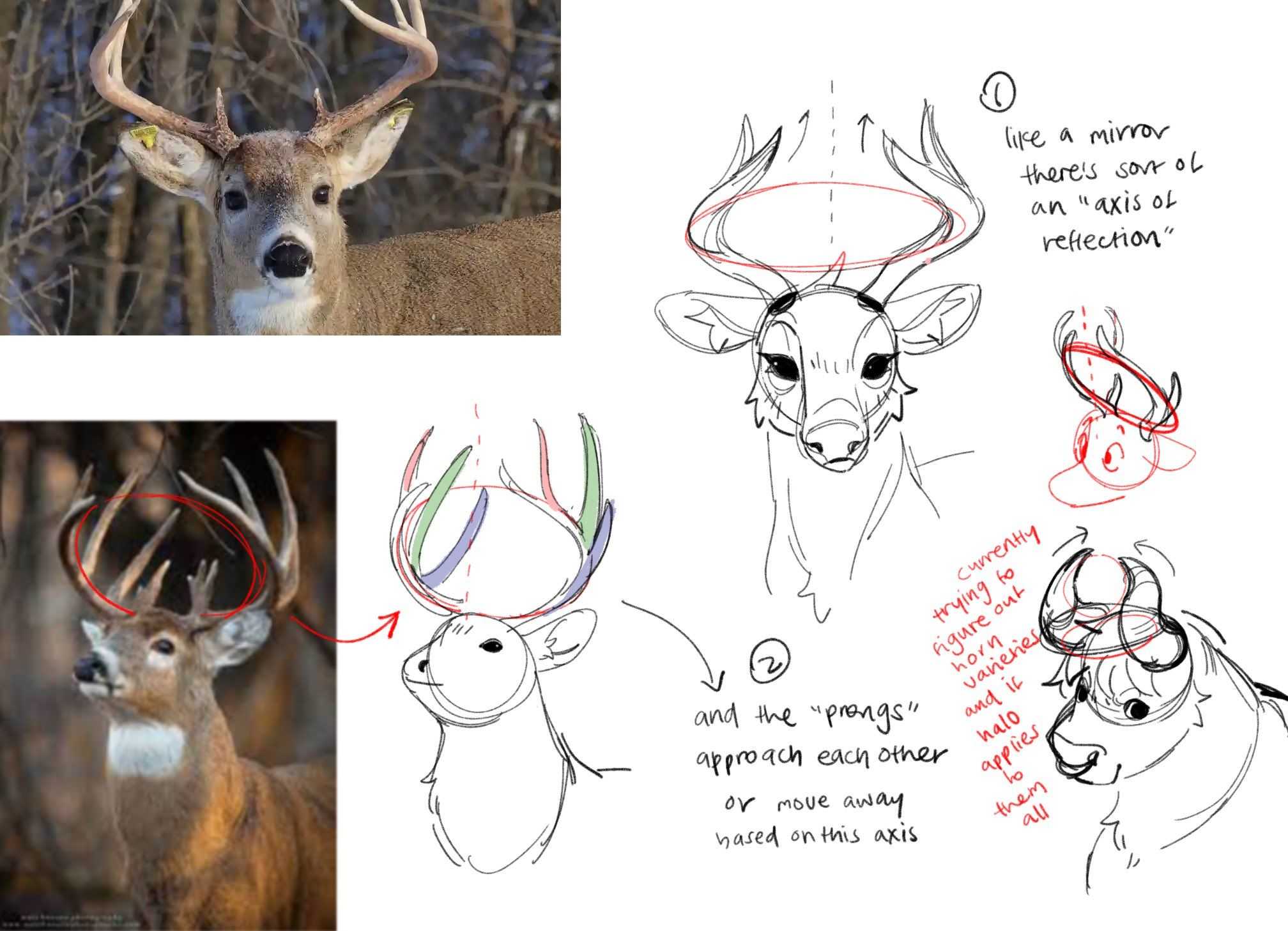 Deer Antlers Drawing 19