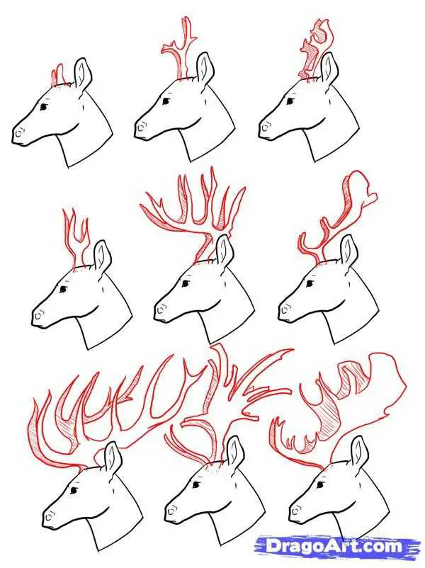 Deer Antlers Drawing 20