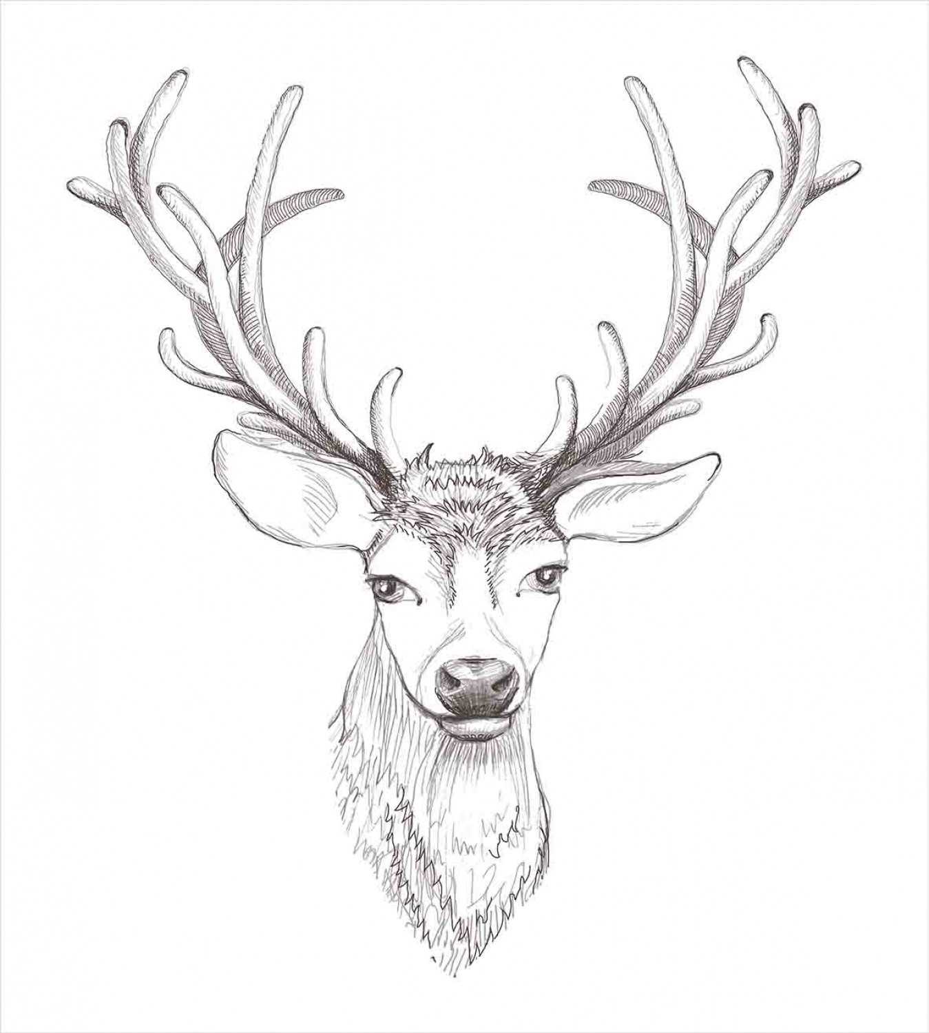Deer Antlers Drawing 6