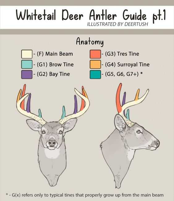 Deer Antlers Drawing Reference 1