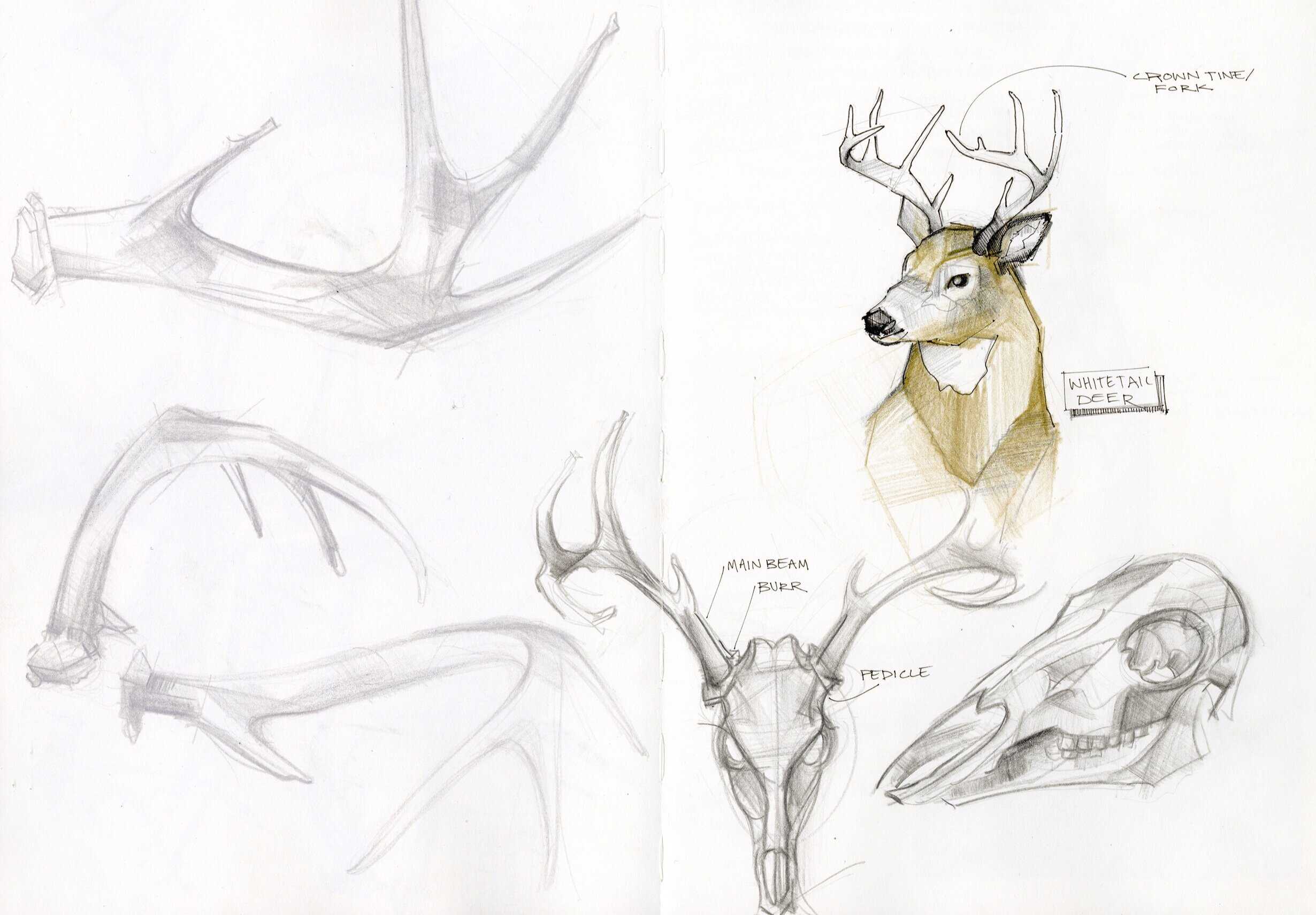 Deer Antlers Drawing Reference 10