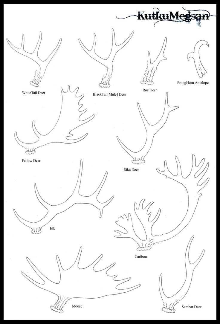Deer Antlers Drawing Reference 11 1