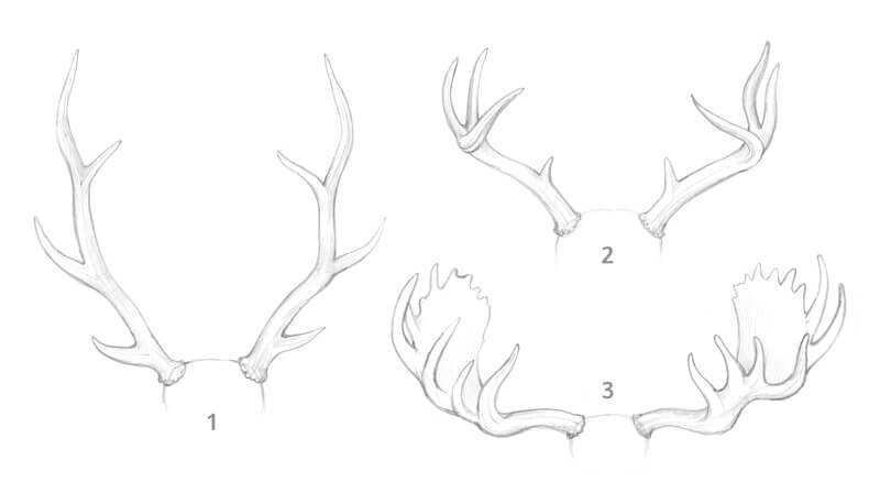 Deer Antlers Drawing Reference 12 1