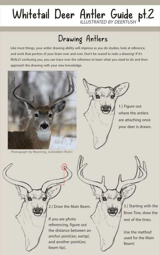 Deer Antlers Drawing Reference 12