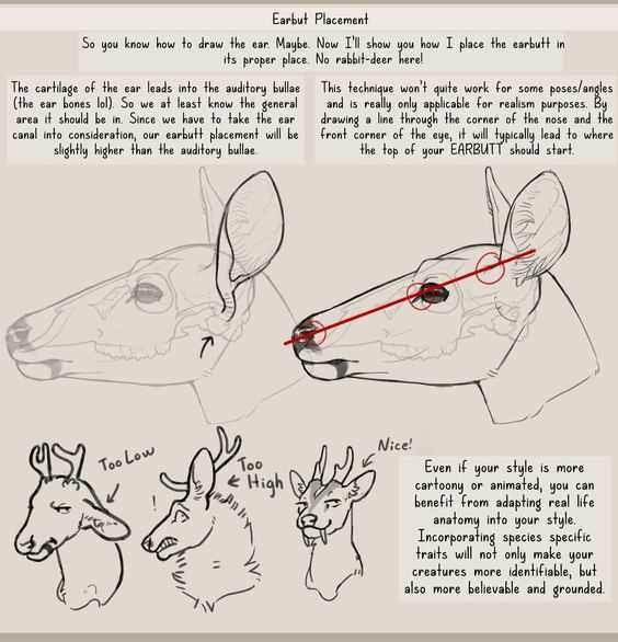 Deer Antlers Drawing Reference 13