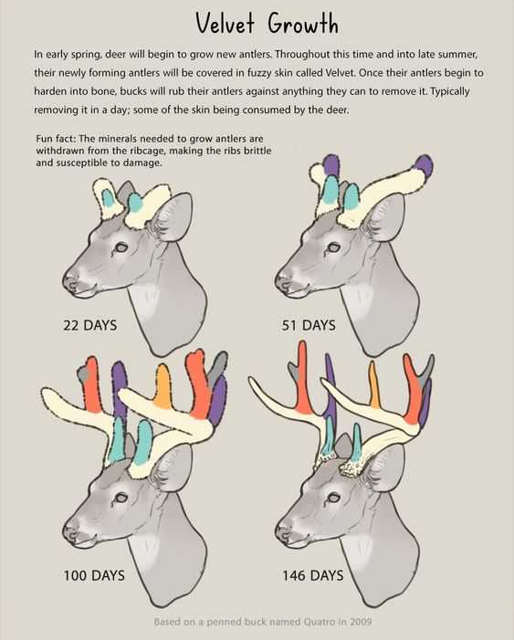 Deer Antlers Drawing Reference 15