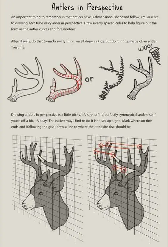 Deer Antlers Drawing Reference 16