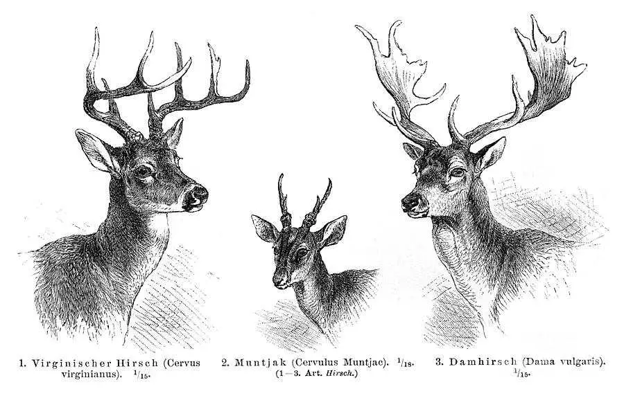 Deer Antlers Drawing Reference 22